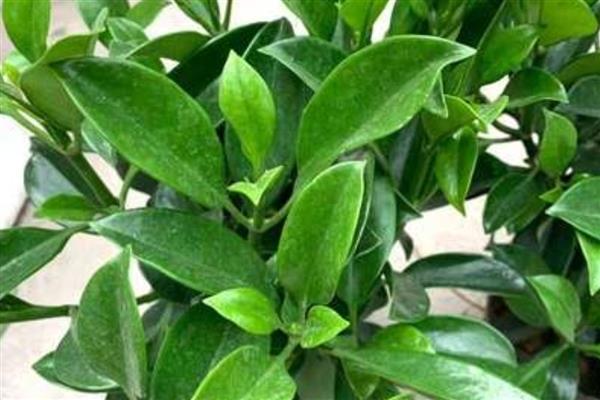 灰莉一直不开花的原因,可能是光照不足所致