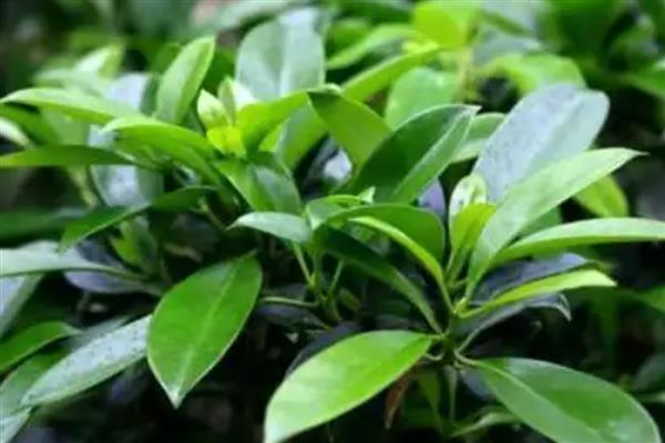 灰莉一直不开花的原因,可能是光照不足所致