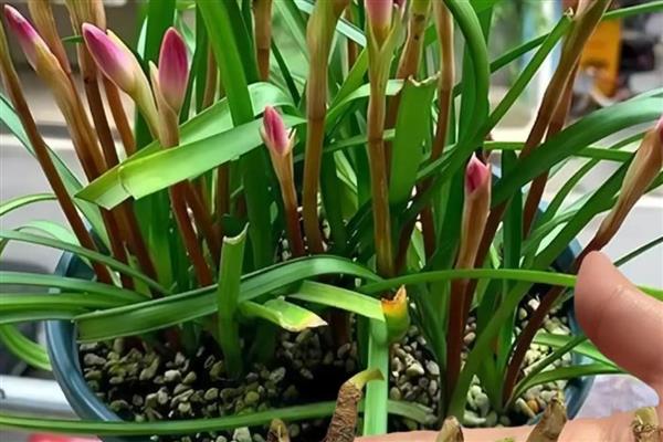 风雨兰叶子发黄怎么处理，需要为植株更换土壤