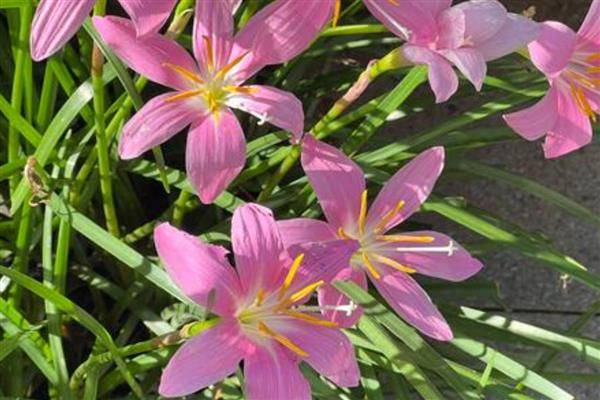 风雨兰叶子发黄怎么处理，需要为植株更换土壤