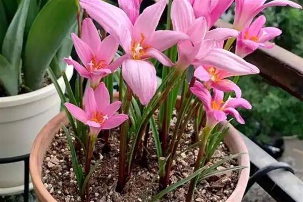 风雨兰叶子发黄怎么处理，需要为植株更换土壤