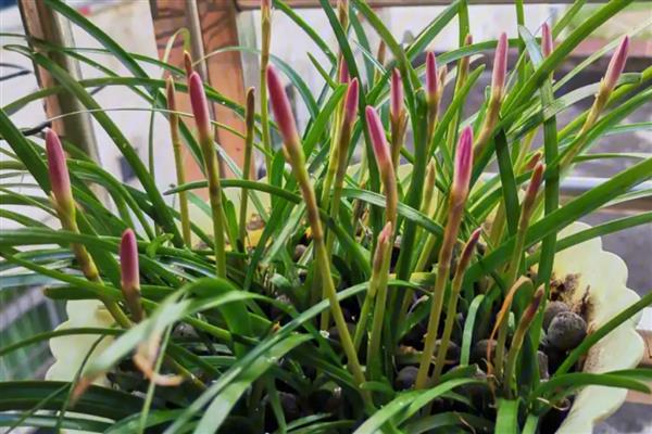 风雨兰叶子发黄怎么处理，需要为植株更换土壤