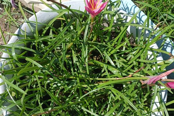 风雨兰叶子发黄怎么处理，需要为植株更换土壤