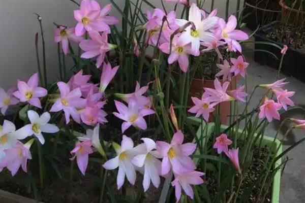 风雨兰叶子发黄怎么处理，需要为植株更换土壤