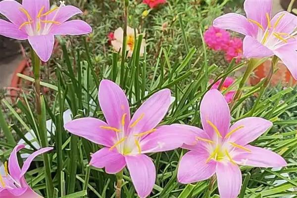 风雨兰叶子发黄怎么处理，需要为植株更换土壤