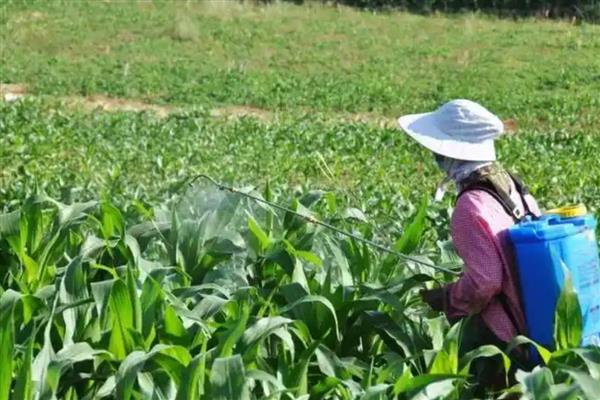 防治红蜘蛛的农药，可选择水胺硫磷乳油、氧化乐果乳油等