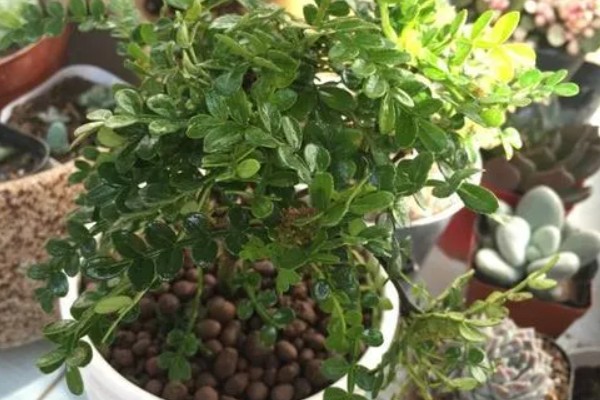 胡椒木叶子发黄掉落怎么处理,需增加光照