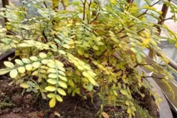 胡椒木叶子发黄掉落怎么处理,需增加光照