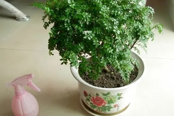 胡椒木叶子发黄掉落怎么处理,需增加光照