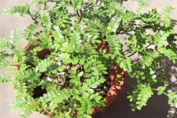 胡椒木叶子发黄掉落怎么处理,需增加光照