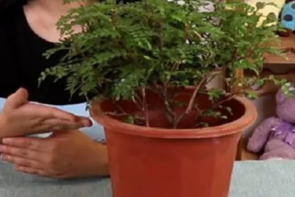 胡椒木叶子发黄掉落怎么处理,需增加光照