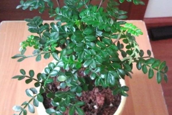 胡椒木叶子发黄掉落怎么处理,需增加光照