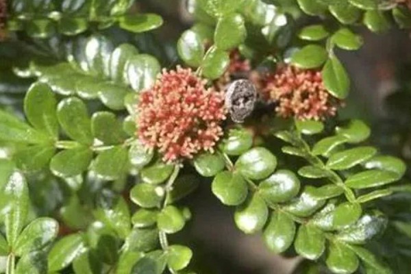 胡椒木叶子发黄掉落怎么处理,需增加光照