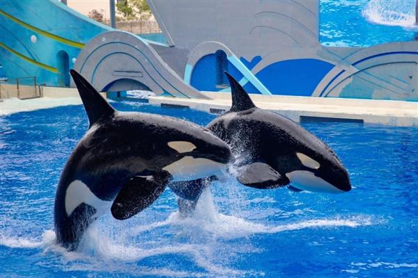 虎鲸的智商相当于人类的几岁,相当于人类的13-16岁左右