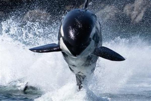 虎鲸的智商相当于人类的几岁,相当于人类的13-16岁左右