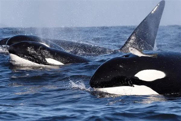 虎鲸的智商相当于人类的几岁,相当于人类的13-16岁左右