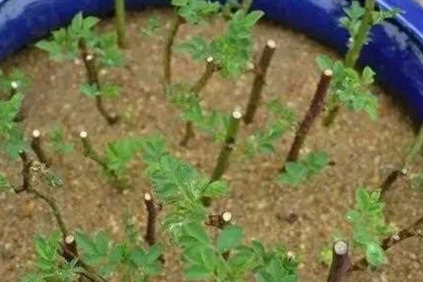 胡椒木叶子发黄掉落怎么处理,需增加光照