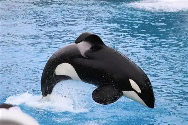 虎鲸的智商相当于人类的几岁,相当于人类的13-16岁左右