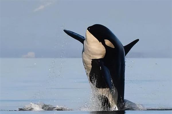 虎鲸的智商相当于人类的几岁,相当于人类的13-16岁左右