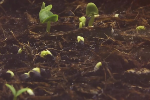 胡椒木叶子发黄掉落怎么处理,需增加光照