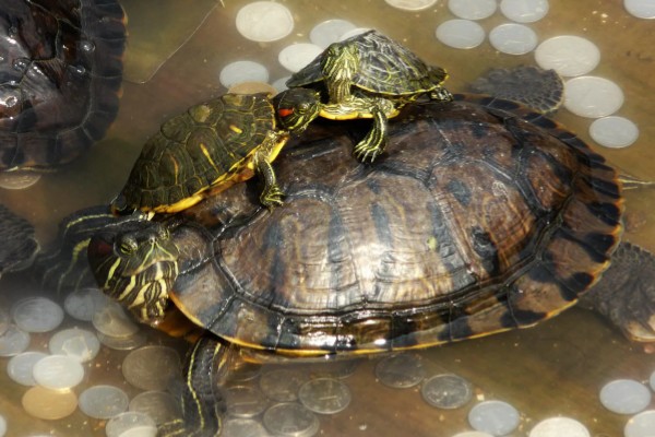 巴西龟可以深水养吗，不可以用深水养