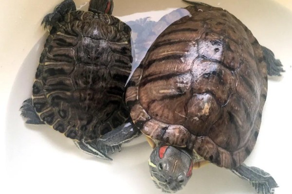 巴西龟可以深水养吗，不可以用深水养