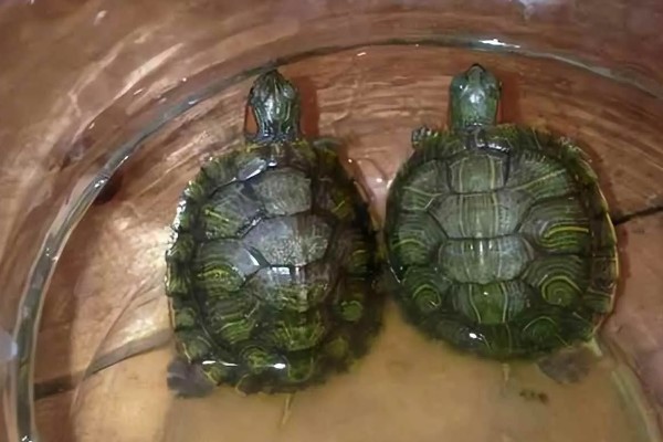 巴西龟可以深水养吗，不可以用深水养