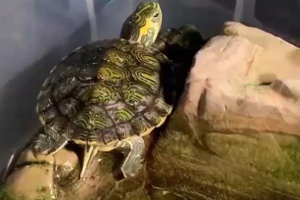 巴西龟可以深水养吗，不可以用深水养