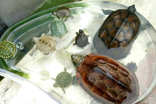 巴西龟可以深水养吗，不可以用深水养