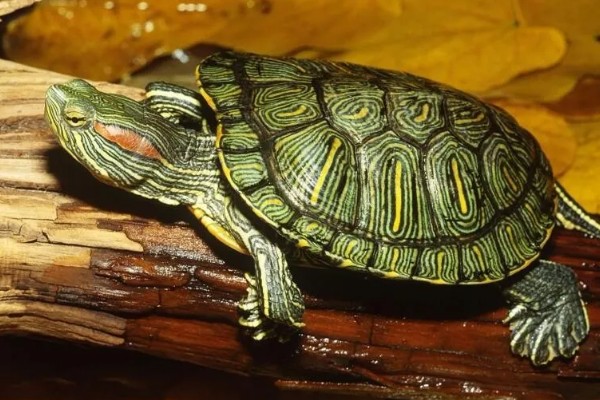 巴西龟可以深水养吗，不可以用深水养