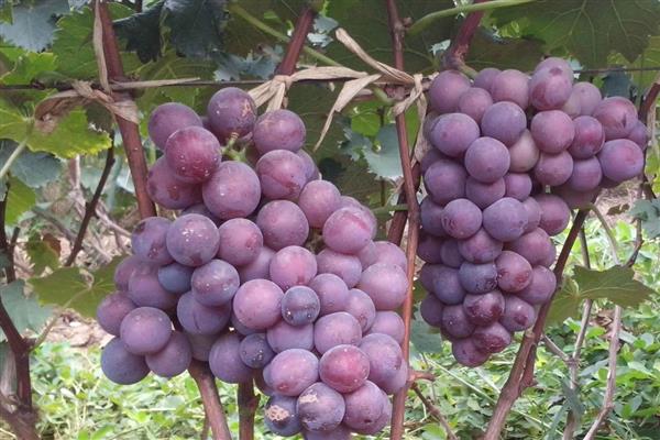 辽宁省法库县的特产,有八虎山山楂、五龙山葡萄等