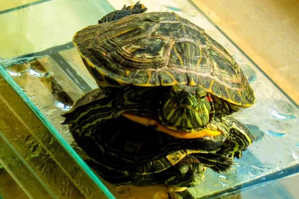 巴西龟可以深水养吗，不可以用深水养