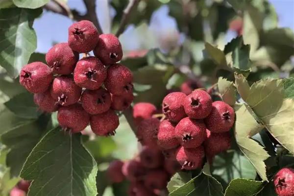辽宁省法库县的特产,有八虎山山楂、五龙山葡萄等