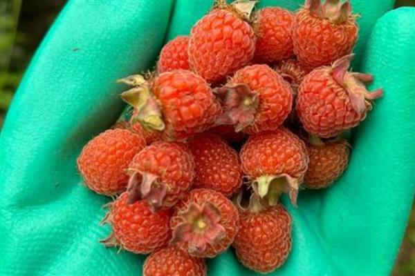 辽宁省法库县的特产,有八虎山山楂、五龙山葡萄等