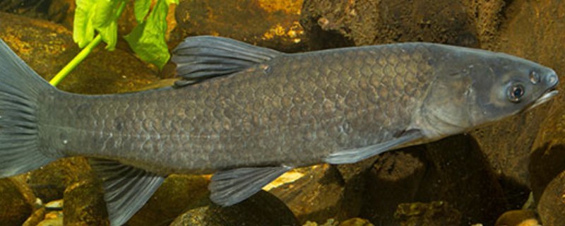 青鱼跟草鱼的区别，体型和颜色均不同