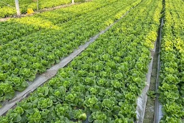 冬季蔬菜心叶发黄如何防治,需适时喷施新高脂膜