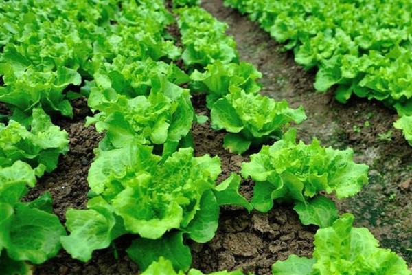 冬季蔬菜心叶发黄如何防治,需适时喷施新高脂膜