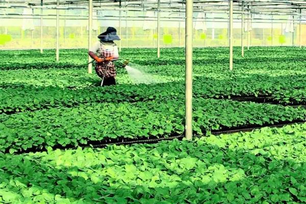 冬季蔬菜心叶发黄如何防治,需适时喷施新高脂膜