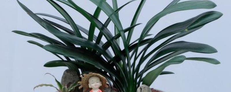 君子兰留几片叶子好，建议留14片左右的叶子