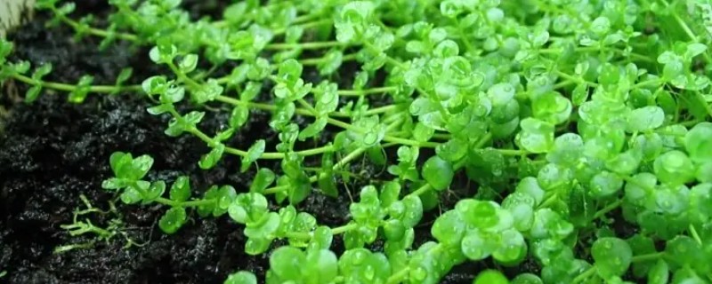 珍珠草怎么养殖，要将其放在遮荫的环境中