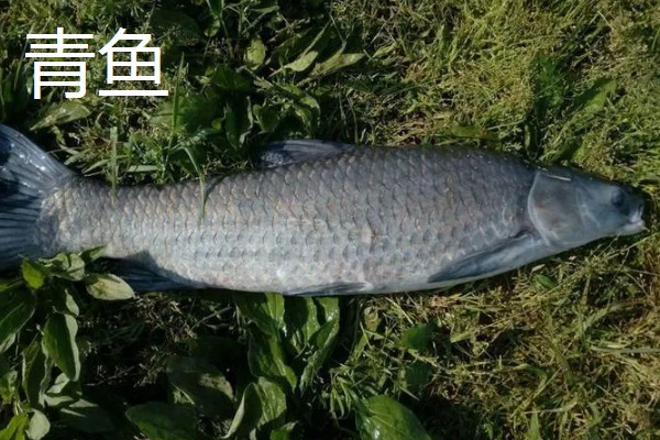 青鱼跟草鱼的区别，体型和颜色均不同