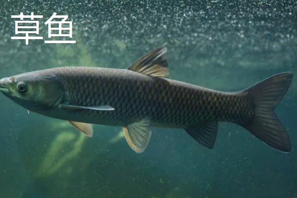 青鱼跟草鱼的区别，体型和颜色均不同