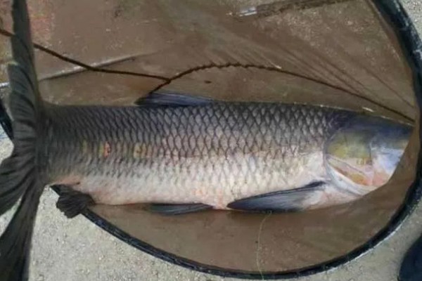 青鱼跟草鱼的区别，体型和颜色均不同