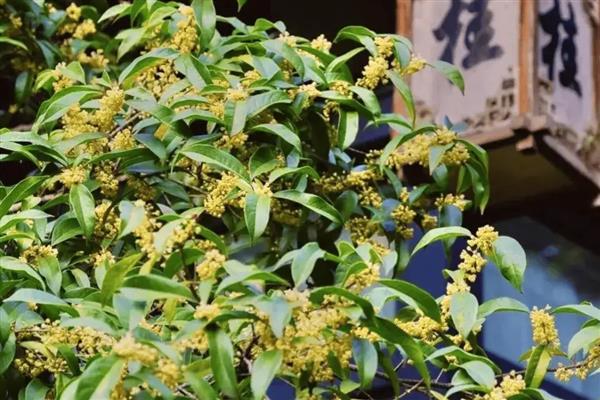 为什么中秋节要赏月，起源于古代一种拜月的祭祀仪式