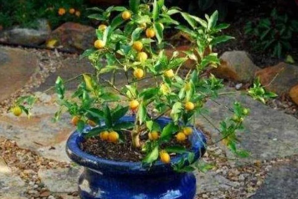 金桔开花后如何授粉，可用棉签蘸取花粉再涂抹柱头