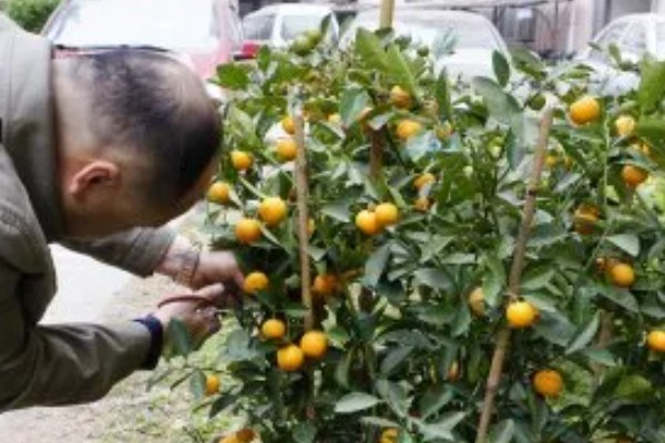 金桔开花后如何授粉，可用棉签蘸取花粉再涂抹柱头