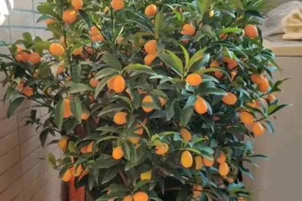 金桔开花后如何授粉，可用棉签蘸取花粉再涂抹柱头