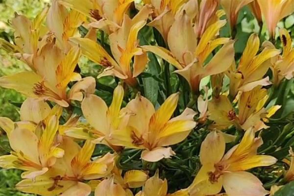 六出花的花语，寓意喜悦、期待相逢等