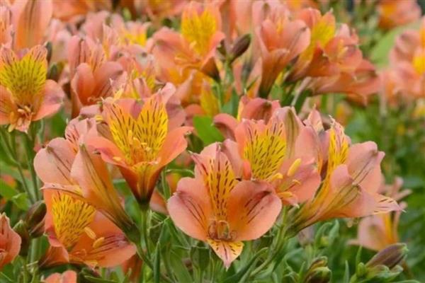 六出花的花语，寓意喜悦、期待相逢等