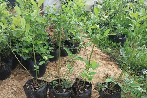 蓝莓的种植技术，选择根系发达的1-2年生苗为宜
